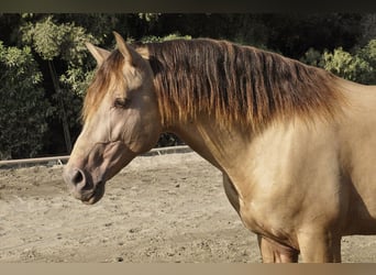 PRE Mestizo, Semental, 4 años, 170 cm, Champán