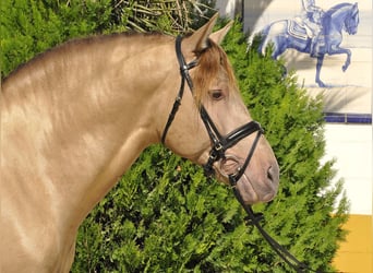 PRE Mestizo, Semental, 4 años, 170 cm, Champán
