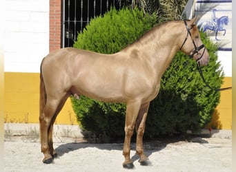 PRE Mestizo, Semental, 4 años, 170 cm, Champán