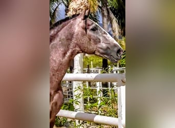 PRE Mestizo, Semental, 4 años, 170 cm, Musgo marrón