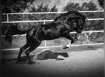 PRE Mestizo, Semental, 4 años, 170 cm, Negro