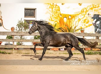 PRE, Semental, 4 años, 170 cm, Tordillo negro