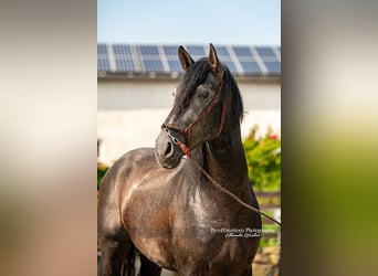 PRE, Semental, 4 años, 170 cm, Tordillo negro