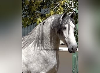 PRE Mestizo, Semental, 4 años, 170 cm, Tordo