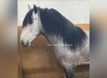 PRE Mestizo, Semental, 4 años, 170 cm, Tordo