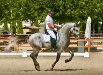 PRE, Semental, 4 años, 170 cm, Tordo