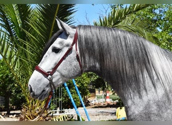 PRE, Semental, 4 años, 170 cm, Tordo