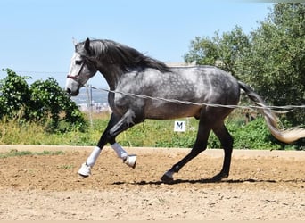 PRE, Semental, 4 años, 170 cm, Tordo