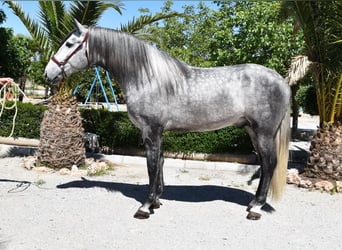 PRE, Semental, 4 años, 170 cm, Tordo