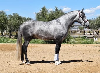 PRE, Semental, 4 años, 170 cm, Tordo