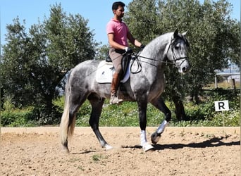 PRE, Semental, 4 años, 170 cm, Tordo