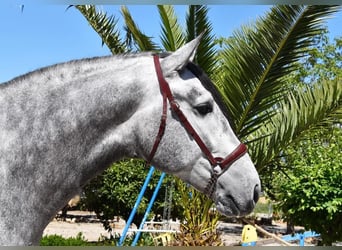 PRE, Semental, 4 años, 170 cm, Tordo