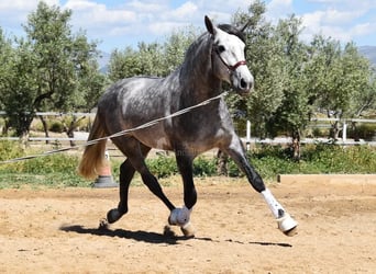 PRE, Semental, 4 años, 170 cm, Tordo