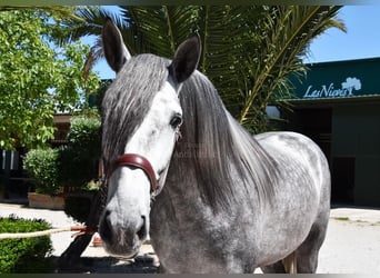 PRE, Semental, 4 años, 170 cm, Tordo