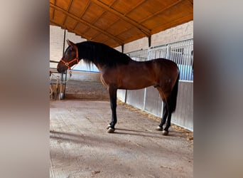 PRE, Semental, 4 años, 171 cm, Castaño