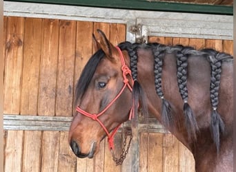 PRE Mestizo, Semental, 4 años, 171 cm, Castaño