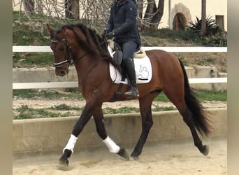 PRE Mestizo, Semental, 4 años, 171 cm, Castaño