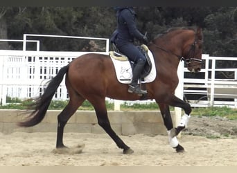 PRE Mestizo, Semental, 4 años, 171 cm, Castaño