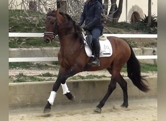 PRE Mestizo, Semental, 4 años, 171 cm, Castaño