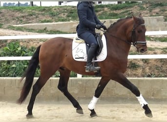 PRE Mestizo, Semental, 4 años, 171 cm, Castaño