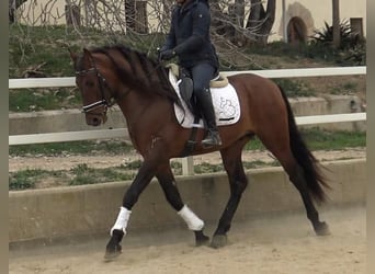 PRE Mestizo, Semental, 4 años, 171 cm, Castaño