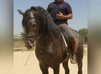 PRE Mestizo, Semental, 4 años, 171 cm, Tordo