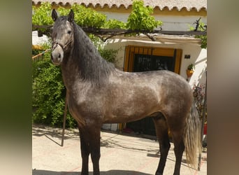 PRE Mestizo, Semental, 4 años, 171 cm, Tordo