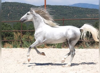 PRE Mestizo, Semental, 4 años, 171 cm, Tordo