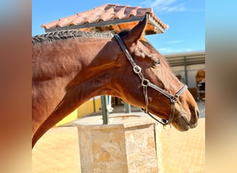 PRE Mestizo, Semental, 4 años, 172 cm, Castaño oscuro