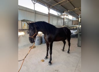 PRE, Semental, 4 años, 172 cm, Negro