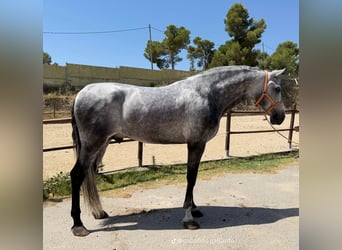 PRE Mestizo, Semental, 4 años, 172 cm, Tordo
