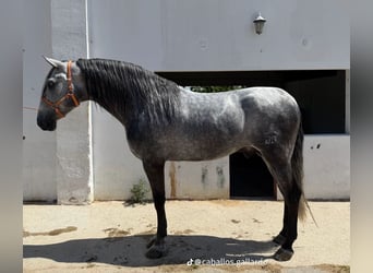 PRE Mestizo, Semental, 4 años, 172 cm, Tordo