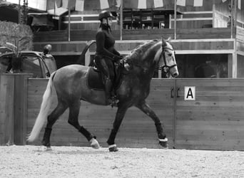 PRE, Semental, 4 años, 172 cm, Tordo rodado