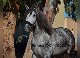 PRE Mestizo, Semental, 4 años, 172 cm, Tordo rodado PRE Mestizo, Semental, 4 años, 172 cm, Tordo rodado