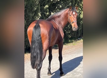 PRE Mestizo, Semental, 4 años, 173 cm, Castaño