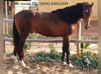 PRE Mestizo, Semental, 4 años, 173 cm, Castaño