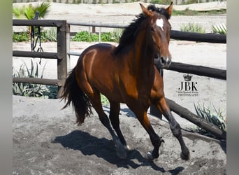 PRE Mestizo, Semental, 4 años, 173 cm, Castaño