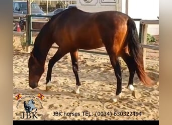 PRE Mestizo, Semental, 4 años, 173 cm, Castaño