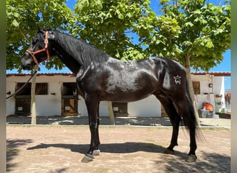 PRE Mestizo, Semental, 4 años, 173 cm, Negro