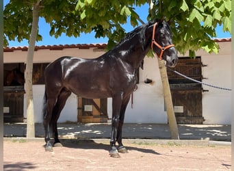PRE Mestizo, Semental, 4 años, 173 cm, Negro