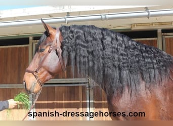 PRE Mestizo, Semental, 4 años, 174 cm, Castaño