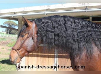 PRE Mestizo, Semental, 4 años, 174 cm, Castaño