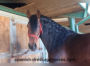 PRE Mestizo, Semental, 4 años, 174 cm, Castaño