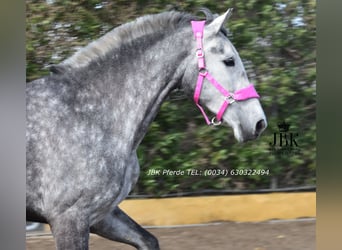 PRE Mestizo, Semental, 4 años, 174 cm, Tordo rodado