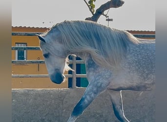 PRE Mestizo, Semental, 4 años, 174 cm, Tordo rodado