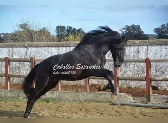 PRE Mestizo, Semental, 4 años, 175 cm, Negro