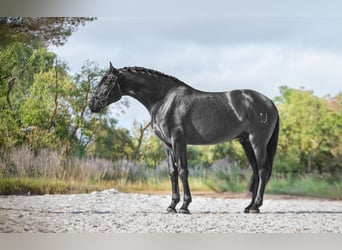 PRE Mestizo, Semental, 4 años, 175 cm, Negro