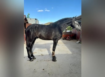 PRE, Semental, 4 años, 176 cm