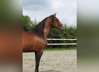 PRE Mestizo, Semental, 4 años, 176 cm, Castaño