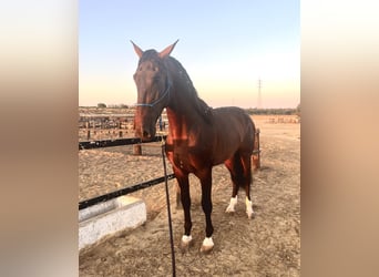 PRE, Semental, 4 años, 176 cm, Castaño oscuro